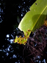 Mellitidia tomentifera