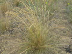 Festuca beckeri