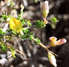 Aspalathus acuminata