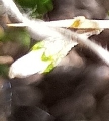 Aspalathus acuminata