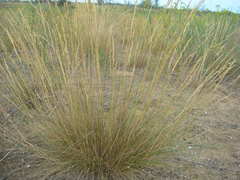 Festuca beckeri