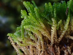 Saccobasis polita