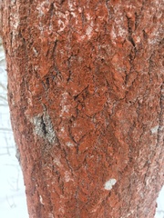 Trentepohlia umbrina