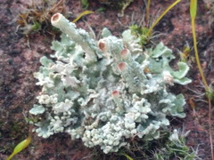 Cladonia borealis