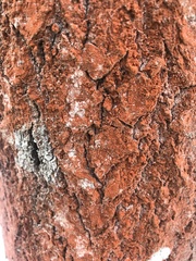 Trentepohlia umbrina