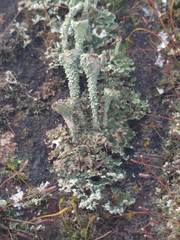 Cladonia pocillum
