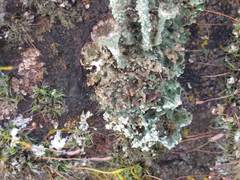 Cladonia pocillum