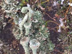 Cladonia pocillum