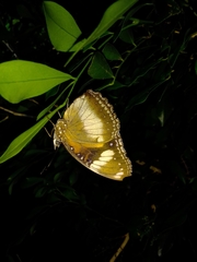 Hypolimnas bolina nerina