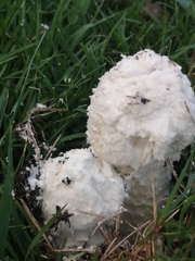 Amanita foetens