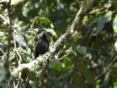Knipolegus cyanirostris