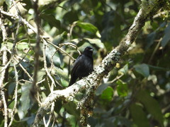 Knipolegus cyanirostris