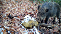 Sus scrofa leucomystax