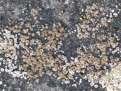 Myriolecis semipallida