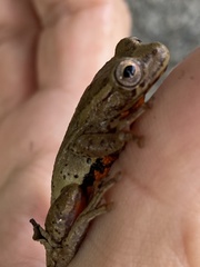 Dendropsophus columbianus