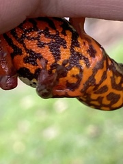 Dendropsophus columbianus