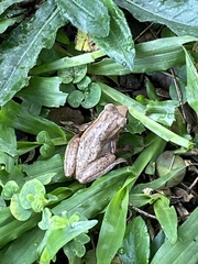Dendropsophus columbianus