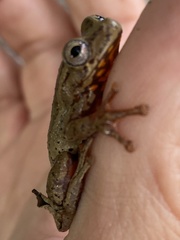 Dendropsophus columbianus