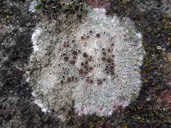 Lecanora campestris