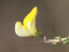 Aspalathus acuminata