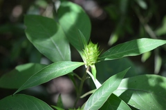 Barleria oenotheroides