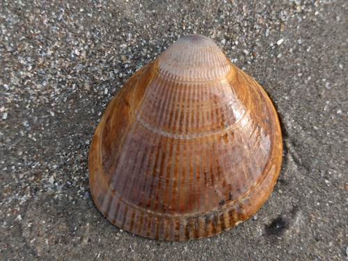 Norwegian Egg Cockle, Noordwijk, Zuid-Holland, Netherlands, photo 9 of 10