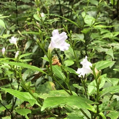 Strobilanthes flexicaulis tashiroi