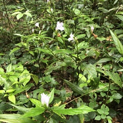 Strobilanthes flexicaulis tashiroi