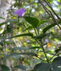 Ruellia breedlovei