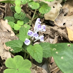 Scutellaria rubropunctata