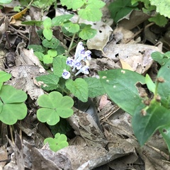 Scutellaria rubropunctata