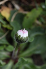 Bellis perennis