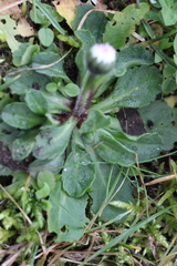 Bellis perennis