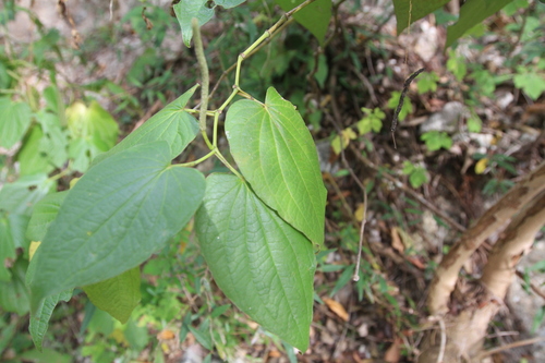 Image of Piper marginatum by (c) Brian Oakes Haiti Hunter, some rights reserved (CC BY)