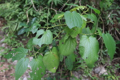 Piper marginatum