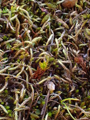 Sciuro-hypnum glaciale