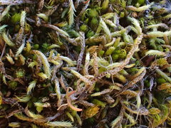 Sciuro-hypnum glaciale