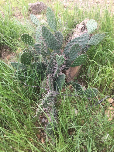 Opuntia sulphurea image