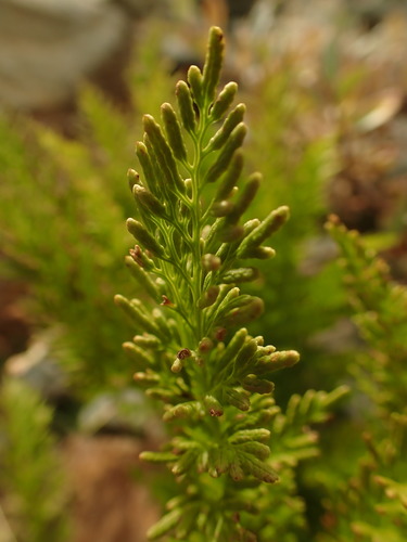 parsley fern