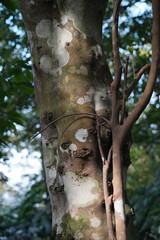 Pyrenaria microcarpa