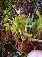 Saccobasis polita