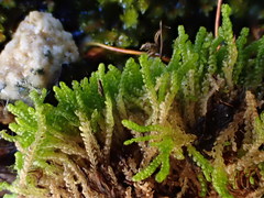 Saccobasis polita