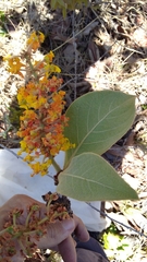 Byrsonima pachyphylla