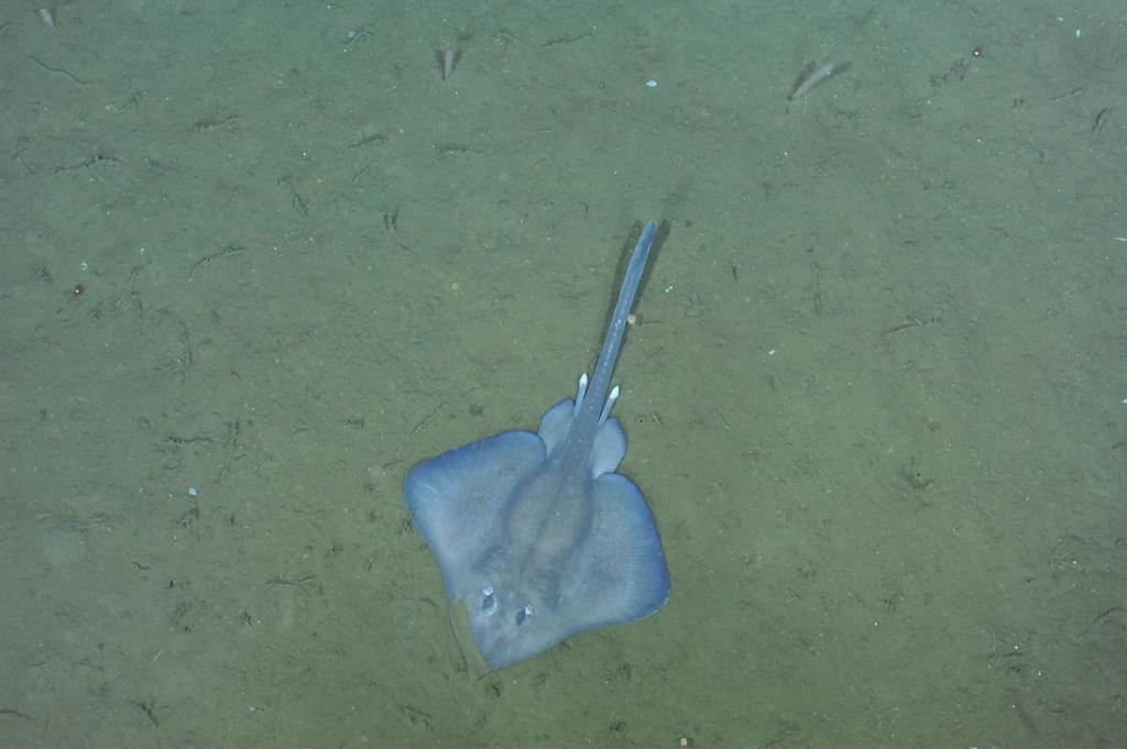 Fine-spined Skate