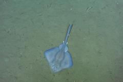 Bathyraja spinosissima