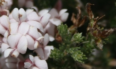 Aspalathus submissa
