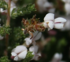 Aspalathus submissa