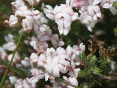 Aspalathus submissa