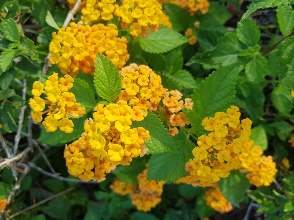 New Gold Lantana From Great Keppel Isla Great Keppel Wop pa Island new-gold-lantana-from-great-keppel-isla-great-keppel-wop-pa-island