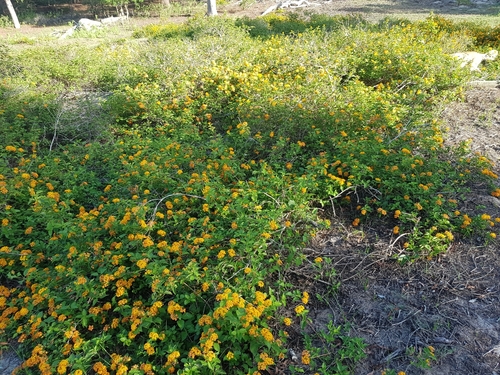 Lantana × polyacantha, photograph 3
